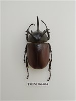 藏品(金龜子科(十二))的圖片